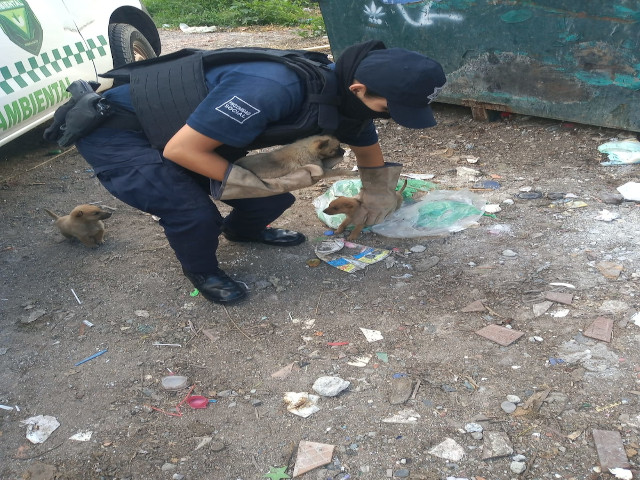 poli ambiental