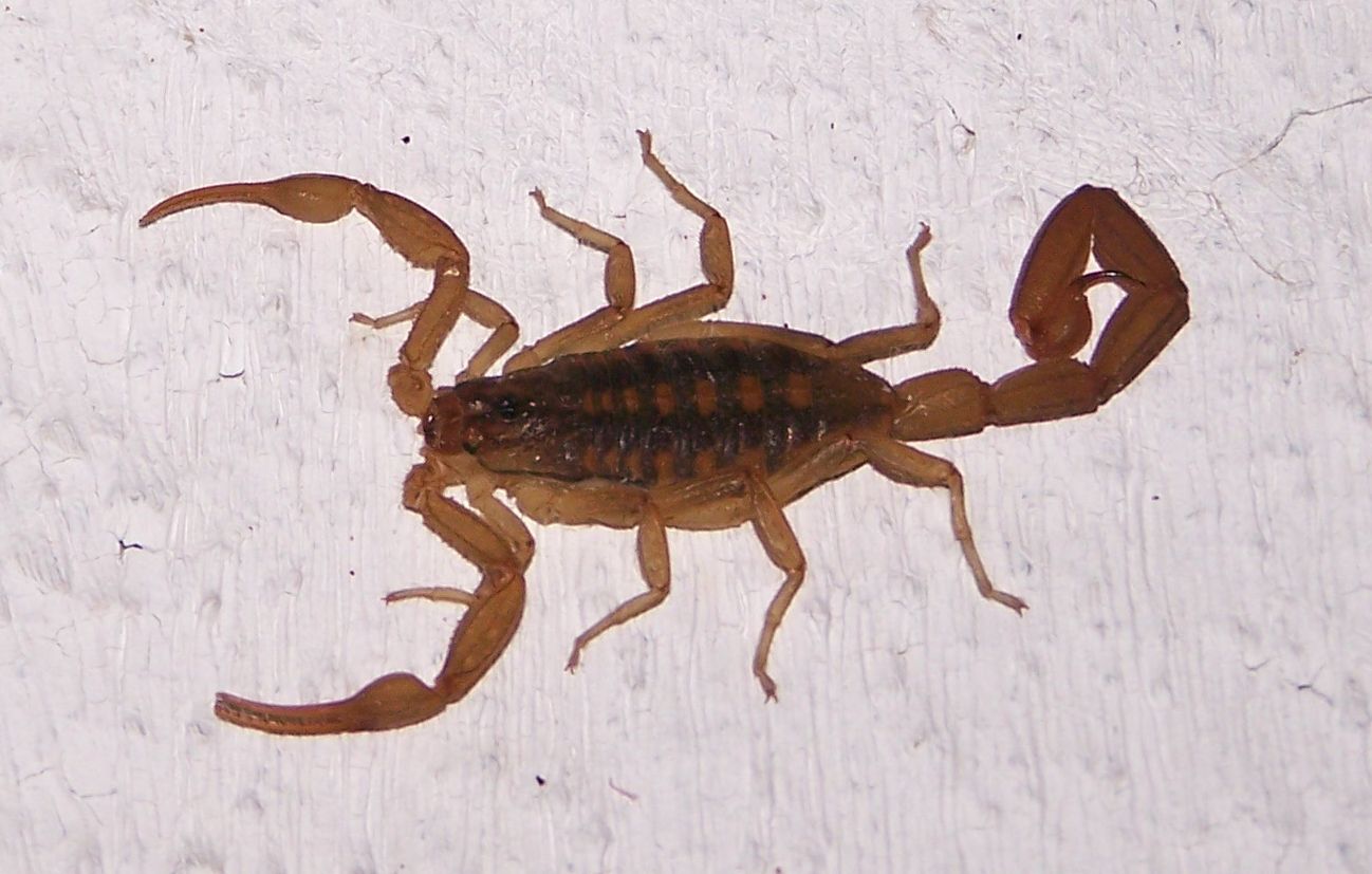 ALACRANES