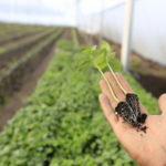 El Producto Interno Bruto