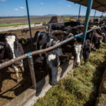 Liconsa paga con precios muy por debajo de los costos de producción