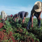 La otrora poderosa Confederación Nacional Campesina, navega sin rumbo ante el vendaval del nuevo gobierno - copia
