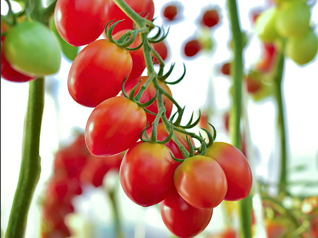 El objetivo primordial es producir alimentos con un enfoque territorial