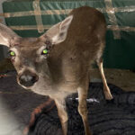 Recuperación del venado