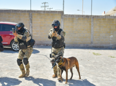 Guanajuato capital fortalece su Unidad K-9 con binomios especializados en detección de drogas, armas y dinero
