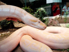 La “güera”, Pitón Albina del ZooIra cumplirá años y podrás tomarte fotos con ella