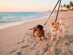 Ruta pet friendly en Mazatlán para este verano