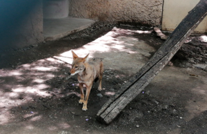Ven al ZooIra y conoce a Machete y Hugo, los coyotes mexicanos