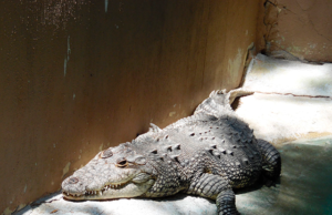 Aprende en el Zoo Irapuato