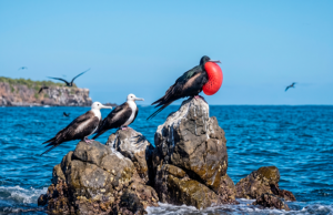 ¿Conoces a la “reina del cielo”? Una magnífica ave que vuela sobre Nayarit