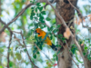 Colima despliega sus alas: más de 470 especies protagonizan su gran Festival Colima Birding