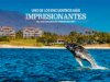 Nayarit es hogar de uno los encuentros más impresionantes de la naturaleza
