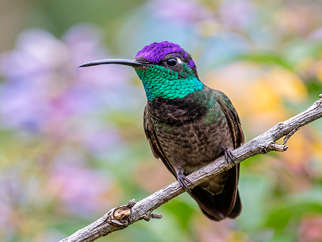 COLIBRI