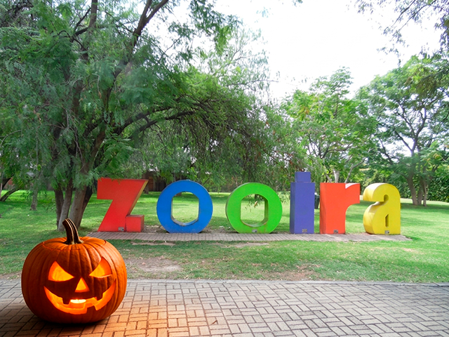 zooira halloween (2)